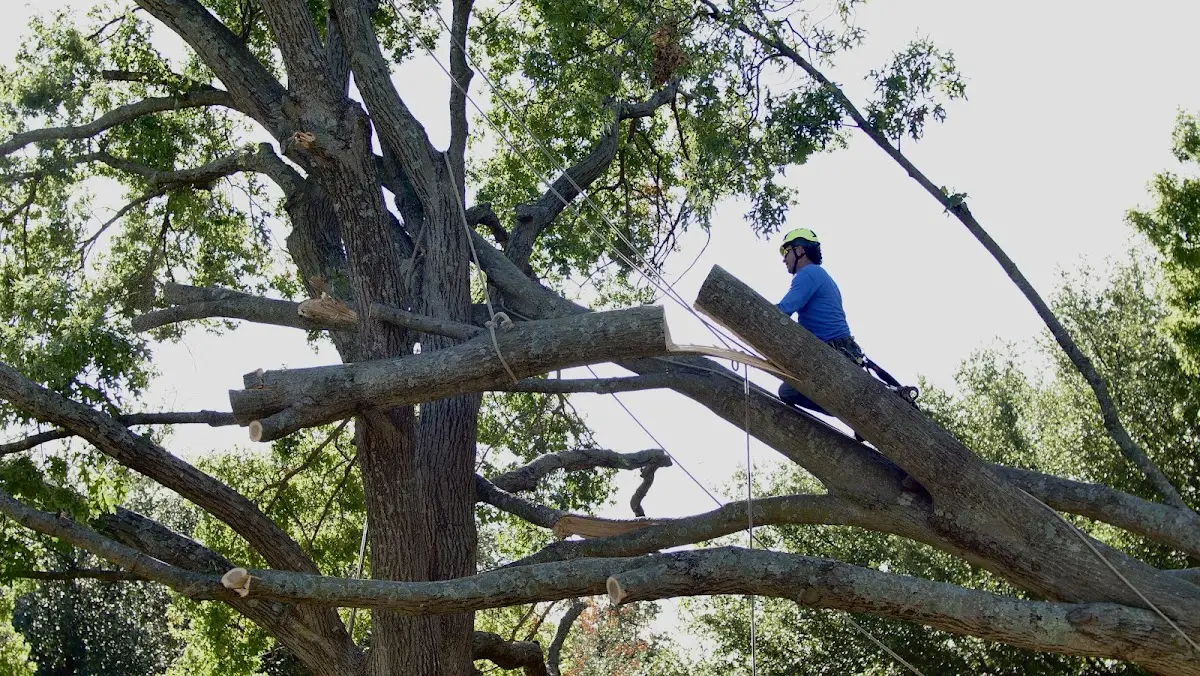 Professional Crown Thinning performed by certified arborists in Greenwood
